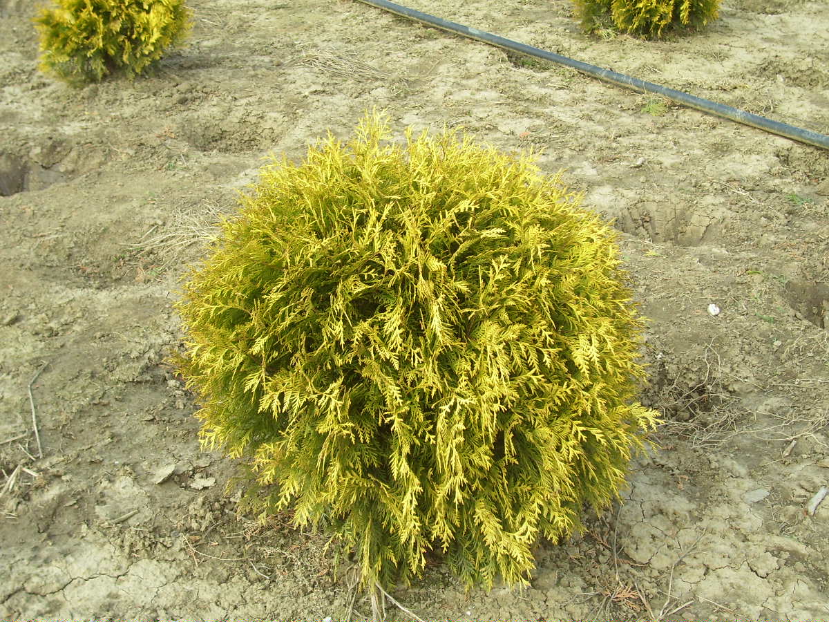 Туя западная шаровидная