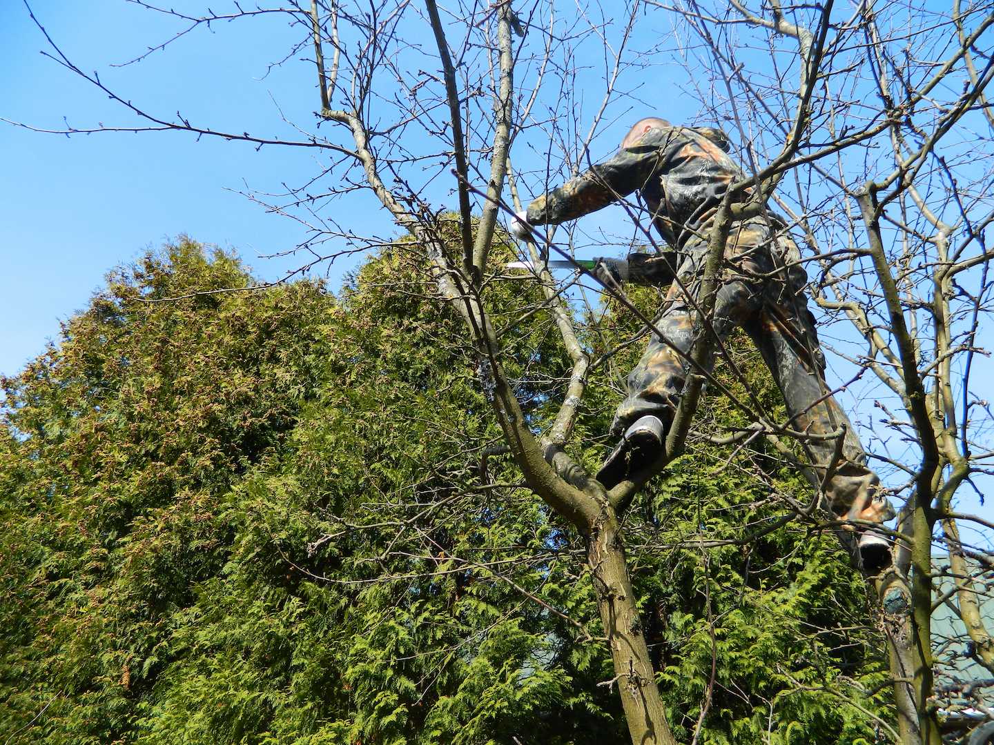 Обрезка яблонь