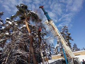 Пересадка деревьев (крупномеров)