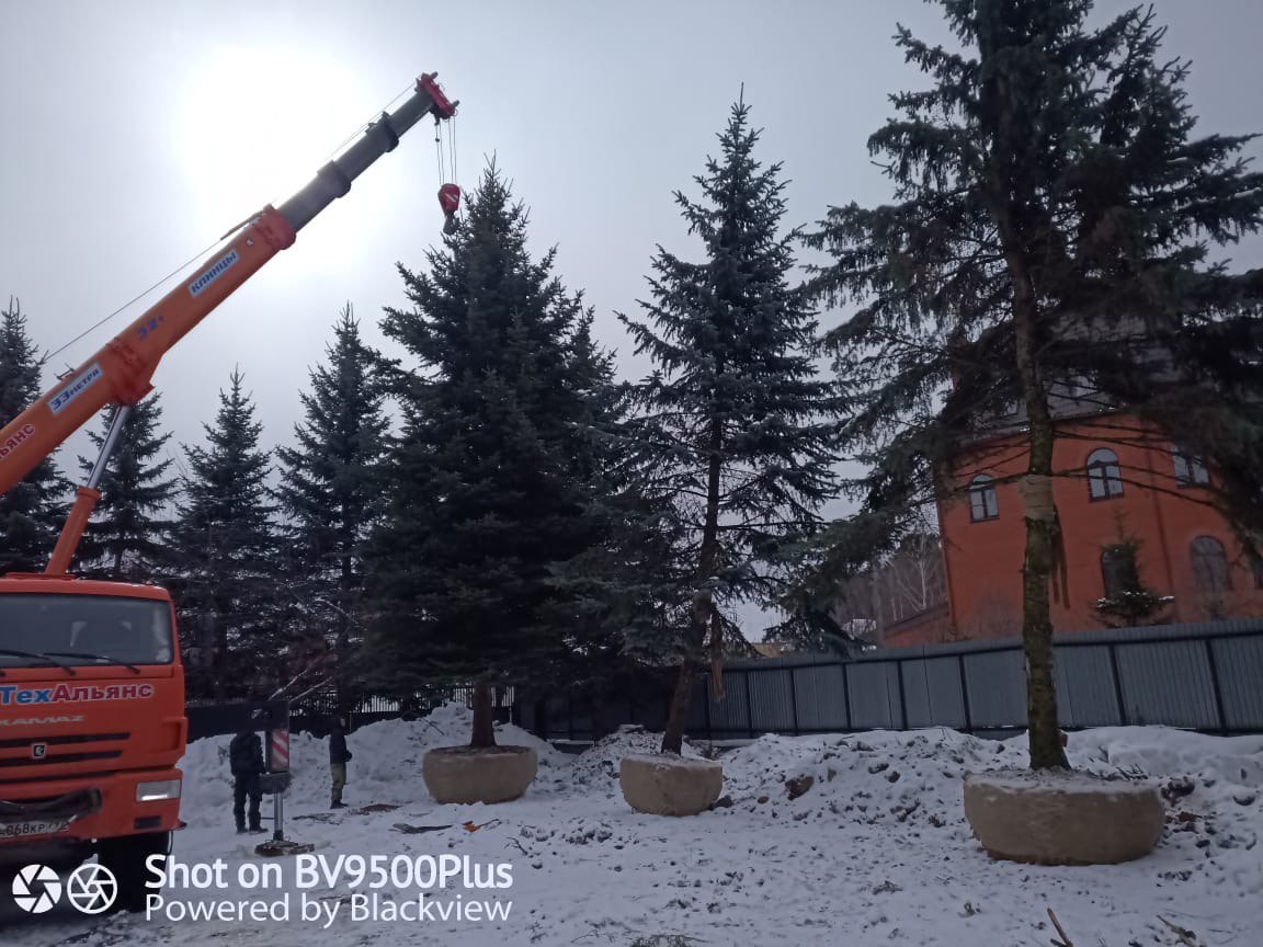 Пересадка деревьев (крупномеров)