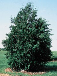 Туя брабанд до от 1.5 м