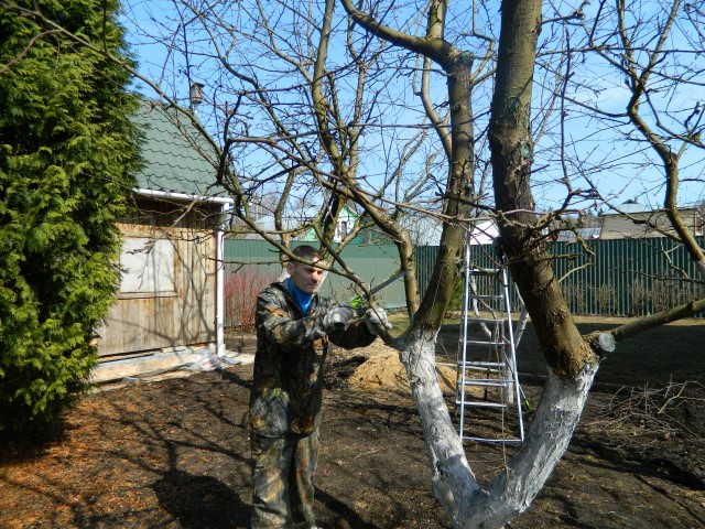 Обрезка плодовых деревьев: когда? как? и для чего?