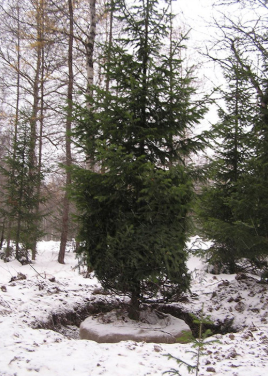 Пихта сибирская высота 7 – 8 метров